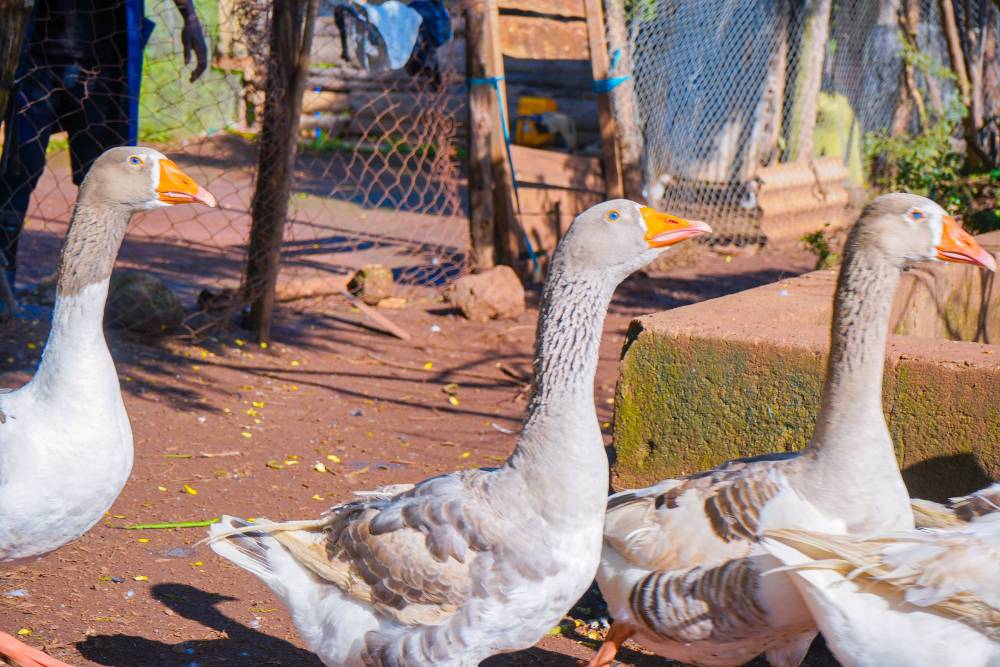 Goose