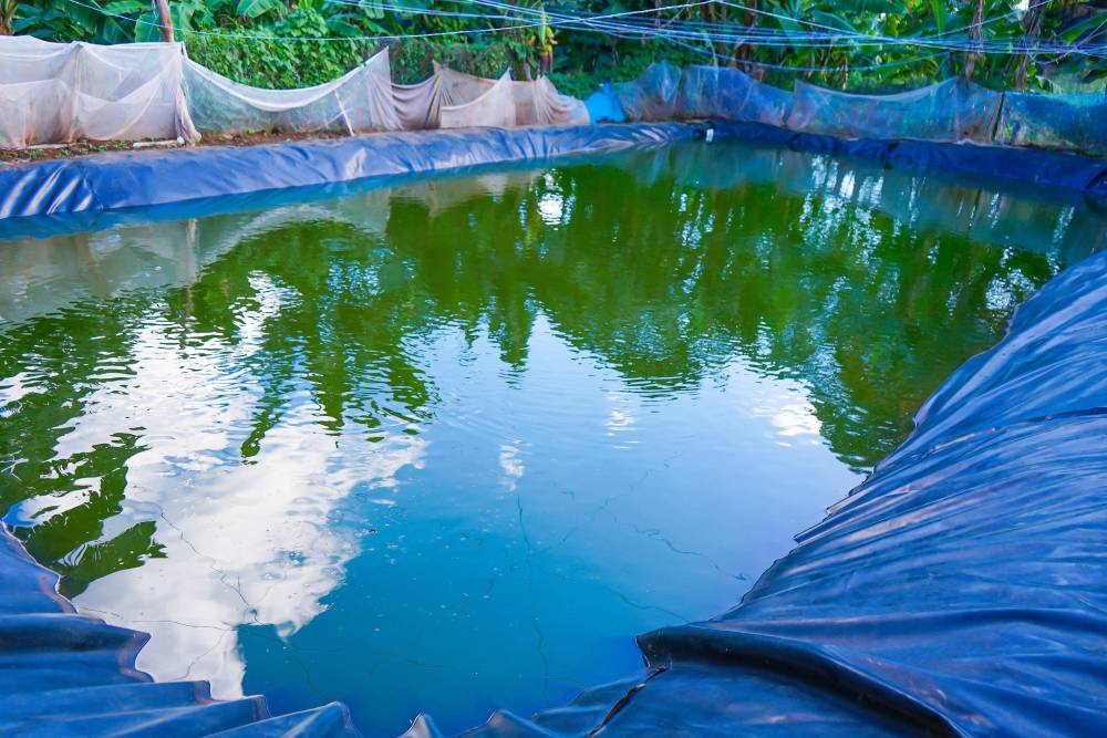 Poultry farm at TPS Moshi