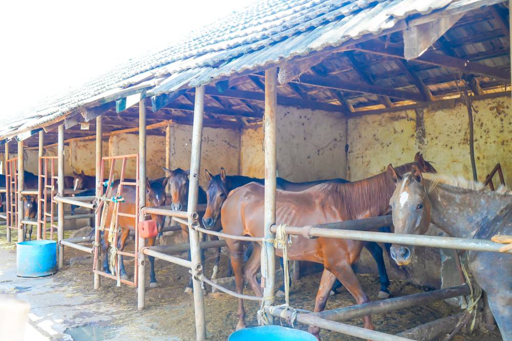 Poultry farm at TPS Moshi