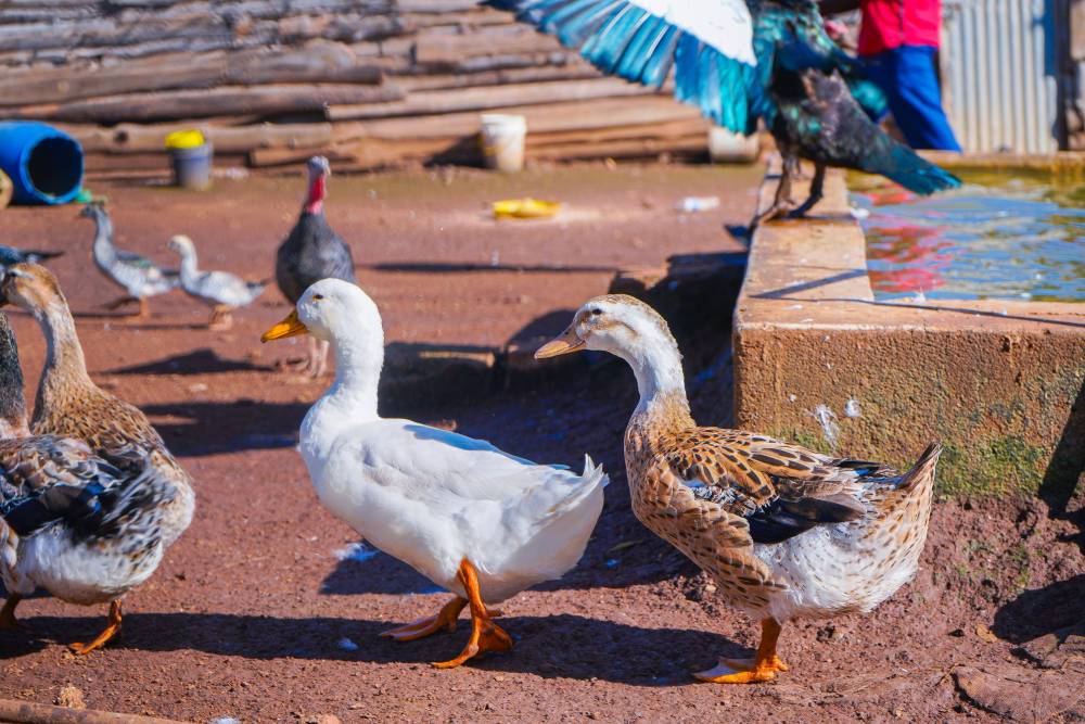 Ducks